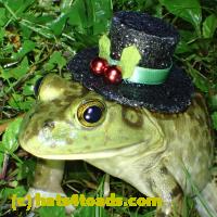 /home//u458753944/public_html/sourcegallery/////Frogs/More bullfrogs/P6020115.JPG